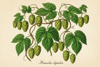 Hops